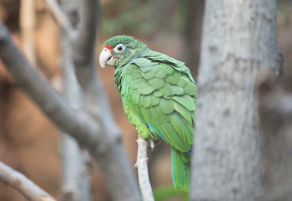 Featured image for “Beer For … Parrots? Lincoln Park Zoo’s “Zoo-ologie” Benefit Beer from DryHop”